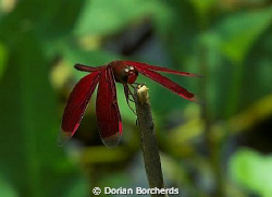 I found this Dragon Fly on the river bank after a sinkhol... by Dorian Borcherds 